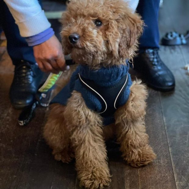 Image for Dogs now welcome in our bar